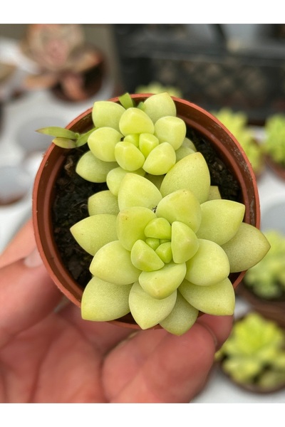 SukuLand Sedum Alice Evans koleksiyonluk özel tür sukulent 5,5cm saksıda