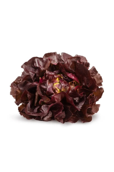 Saksıdan Sofraya Kırmızı Meşe Yaprağı Marul (Red Salad Bowl) Tohumu - 10 Adet