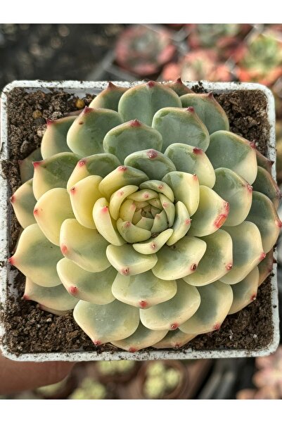SukuLand Echeveria Chihuahuensis Variegata kore ithal özel tür sukulent 9cm b...
