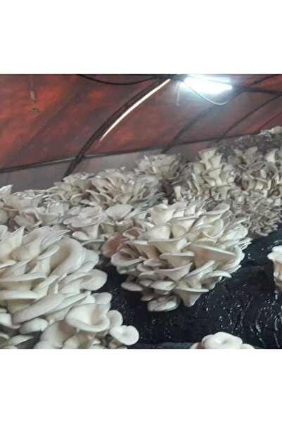 8 kg İstiridye mantarı tohumu ( 32 adet ekim poşeti hediye)