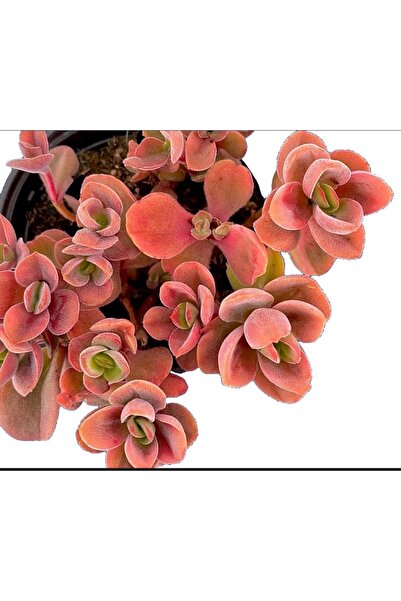 SukuLand Crassula Argyrophylla koleksiyonluk özel tür sukulent 5,5cm saksıda