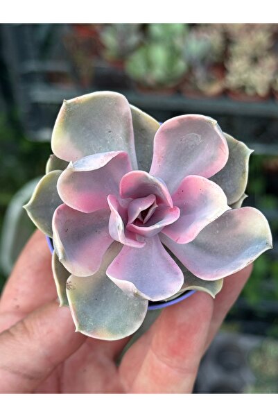 SukuLand Echeveria Rainbow koleksiyonluk özel tür sukulent 5,5cm saksıda
