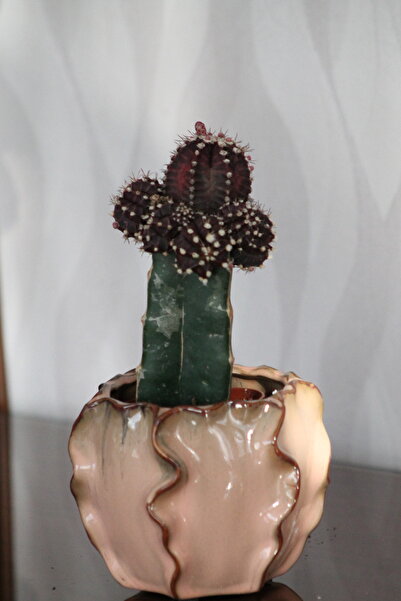 İthal Canlı Koyu Bordo Kaktüs (Gymnocalycium Friedrichii) - Özel Dalgalı Sera...