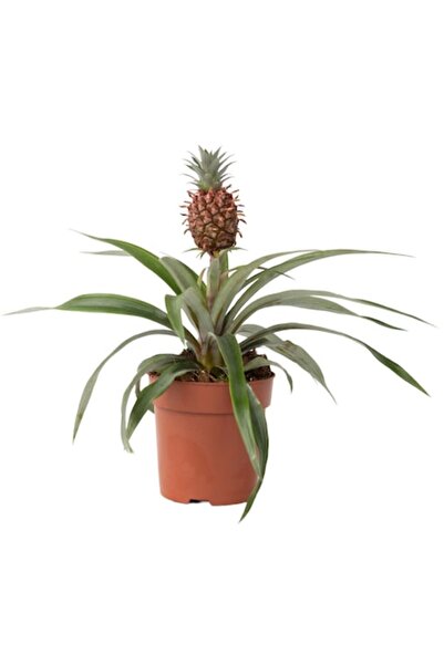 FloraStore Ананасово растение 'Ми Амиго' ⌀   12 см, височина 35-45 см