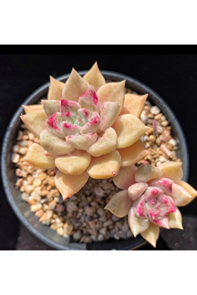 SukuLand Echeveria Arze kore ithal özel tür sukulent 5,5cm saksıda