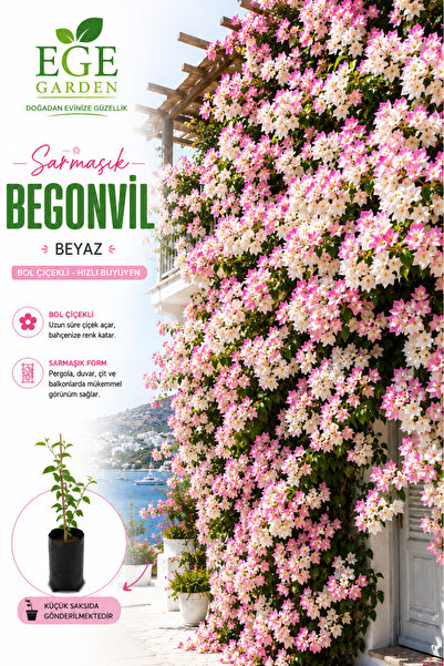 EGE GARDEN Beyaz Alyans Renkli Sarmaşık Begonvil Fidanı Beyaz Pembe Tonlu Köklü