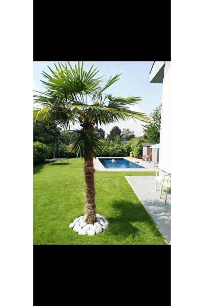 YEŞİLVADİ 3 yaş tüylü palmiye(chamaerops) saksılı
