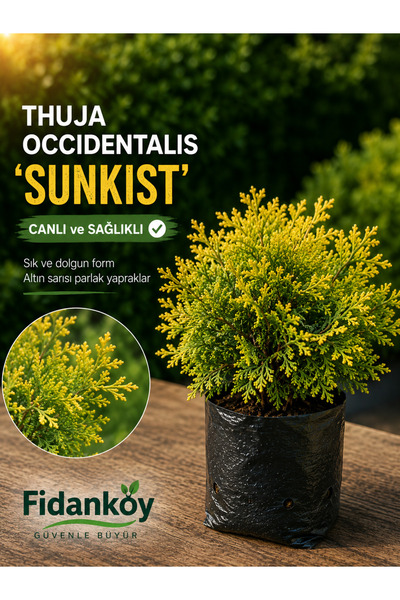 FİDANKÖY Sunkist Mazı fidani