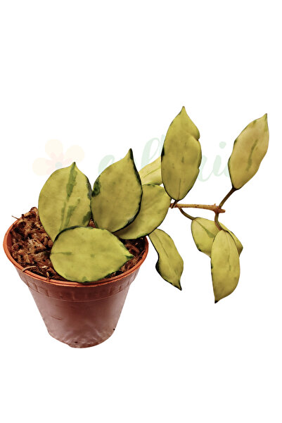 Eufloria Hoya lacunosa 'Minara' D6cm