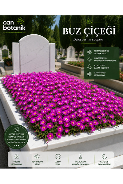 CANBOTANİK Mezarlık bitkisi 10 adet delasperma coperii buz çiçeği SOĞUK VE KU...