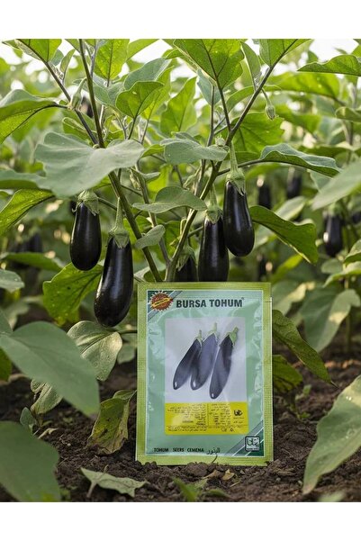 OEMS Plant the tallest and most productive eggplants!