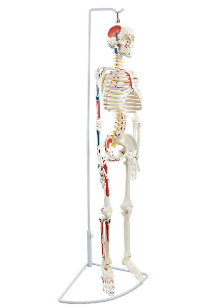 EgeAnatomi Maketleri Esnek İnsan İskeleti Modeli, Sinirleri ve Kasları Göster...