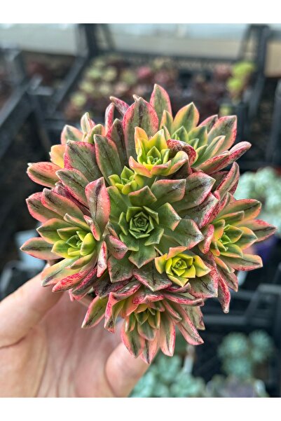 SukuLand Aeonium Sweat Tea Variegata Kore ithal koleksiyonluk özel tür sukule...