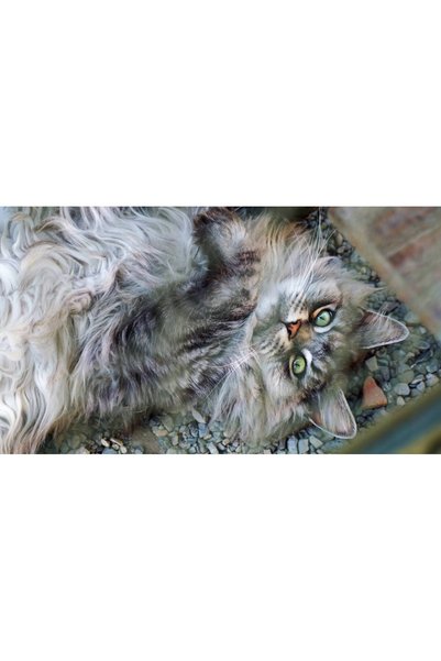 Persona Tablou canvas 100 x 70 cm, Pisici model 67