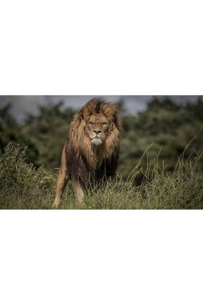 Persona Tablou canvas 100 x 70 cm, Animale model 65