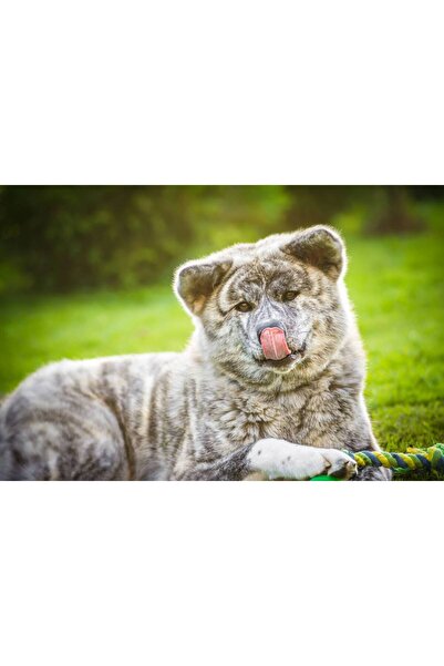 Persona Tablou canvas 100 x 70 cm, Animale model 213