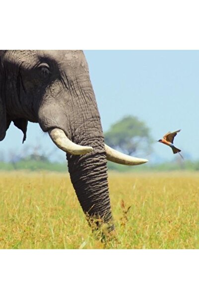 Museums & Galleries Felicitare patrata African Bull Elephant, cu plic inclus,...