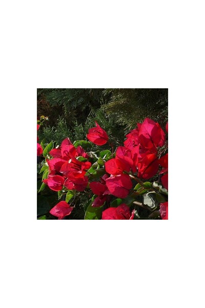 BİORGANİX Kırmızı Renkli Begonvil Fidanı 10-20 cm