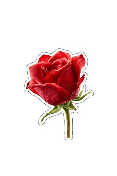 TELLGRAF Rose Themed Sticker Set (4X4 Cm, 24 Pieces)
