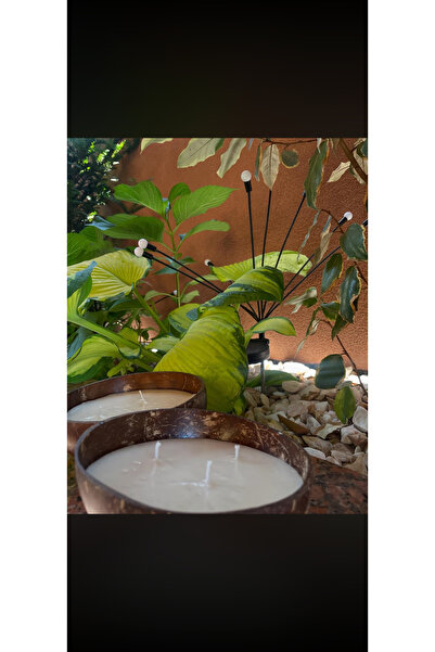 SOIA Lumânare vegana în coaja de cocos