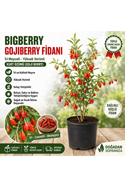 Mercan Fide Bigberry Gojiberry Fidanı 70CM Üzeri – İri Meyveli, Tüplü Kurt Üz...