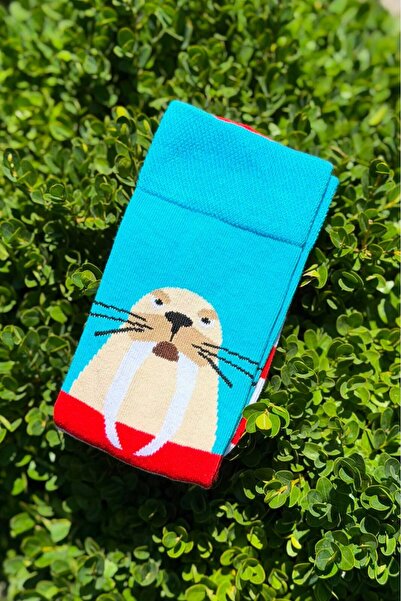LouSocks Unisex Sea Lion Patterned Colorful Socks