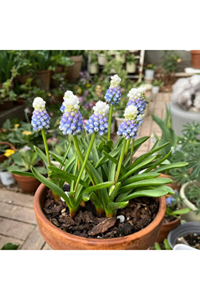 Bloom & Sow Seed Grape Hyacinth Bulbs (Blue & White Mix) – Early-Spring Flowe...