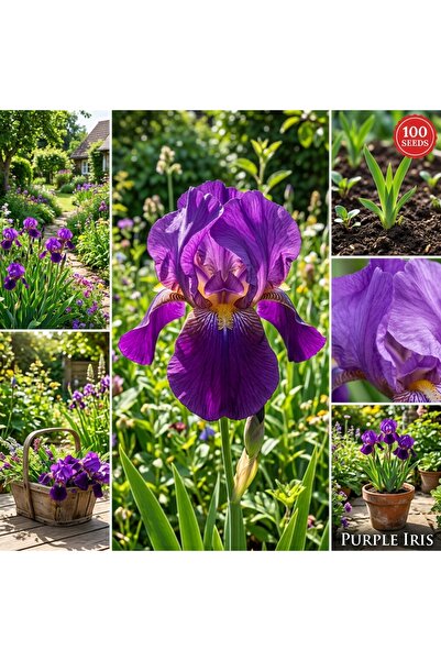 Bloom & Sow Seed 100 بذور زهرة السوسن البنفسجية - زهور السوسن البنفسجية - زهو...