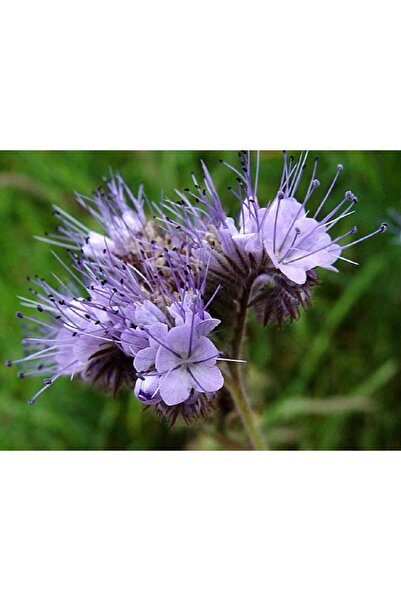 Bloom & Sow Seed بذور زهرة الجرس (زهرة برية بنفسجية فاتحة على شكل نجمة غنية ب...