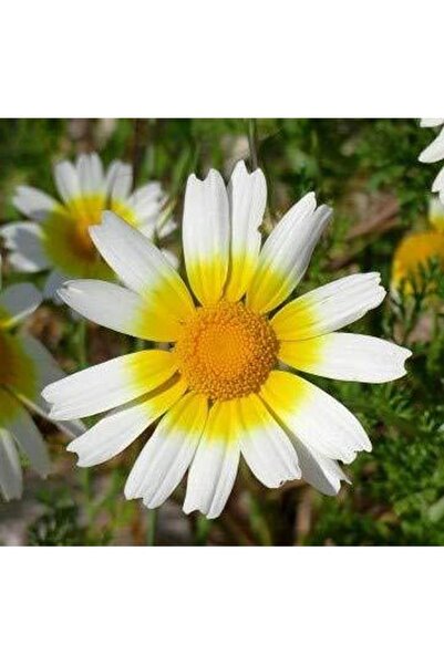 Bloom & Sow Seed بذور