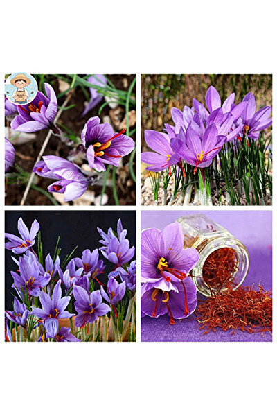 Bloom & Sow Seed بذور الزعفران (Crocus sativus) - نبات متعدد الأزهار يتحمل ال...