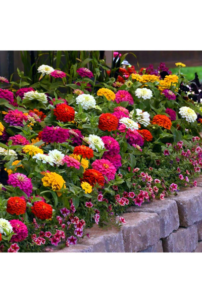 Bloom & Sow Seed بذور زهور سنوية مختلطة من هاردي، مجموعة حدائق طويلة الأمد لل...