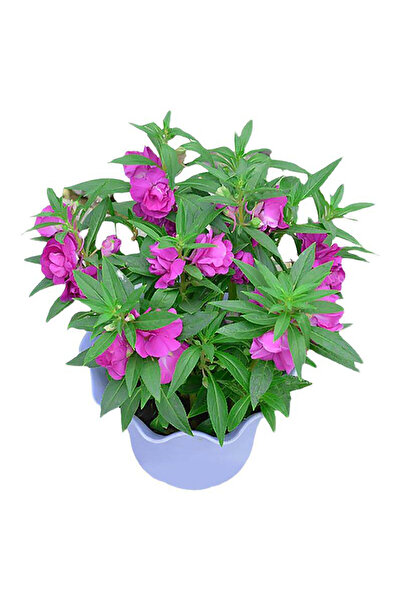 Bloom & Sow Seed بذور نبات إمباتيانس بالسامينا الأرجواني المزدوج - نبات البال...