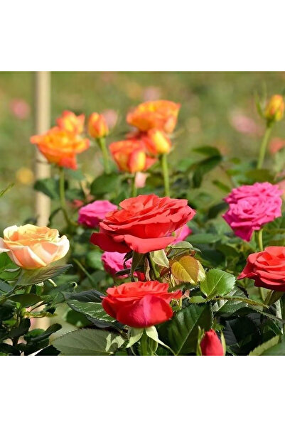 Bloom & Sow Seed Bright Red Orange Pink Multi-Hue Floribunda Rose Seeds, Cont...