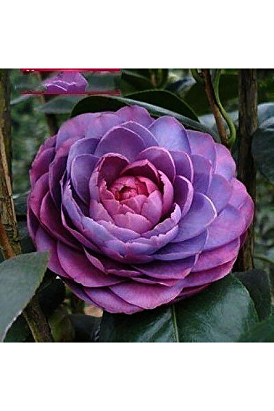 Bloom & Sow Seed Bluish Purple Layered Double Camellia Seeds, Exotic Large Fl...
