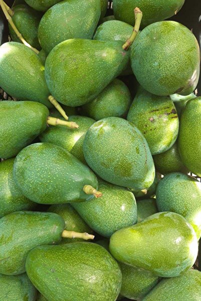 bahcemdenonline Clifton Avokado 2 Kg 250 Gr ve Üzeri