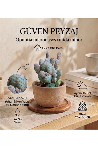 Genel Markalar Opuntia Microdasys Rufida Minor Kaktüs | Dekoratif Koleksiyon ...