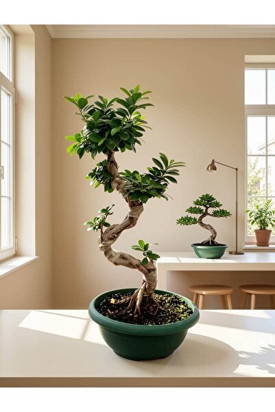 Home Ginseng Bonsai- 80cm