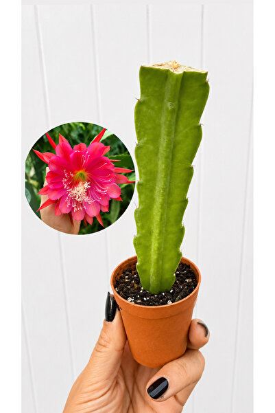 nazlı çiçekçilik Orkide Kaktüsü Atlas (Epiphyllum ‘Atlas’) – Büyük Çiçekli Na...
