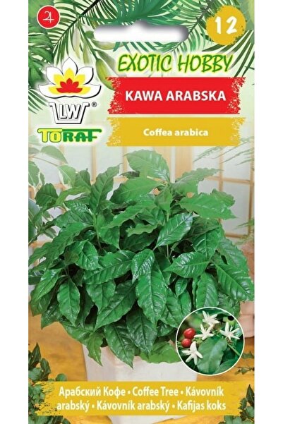 NO BRAND 1000 de semințe de cafea arabică pentru cultivare în ghiveci – semin...