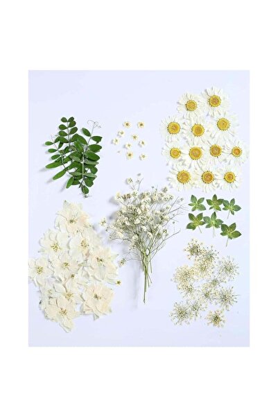 Generic 72 PCS Real Dried Pressed Flowers, Art Natural Dried Flower Leaf Plan...