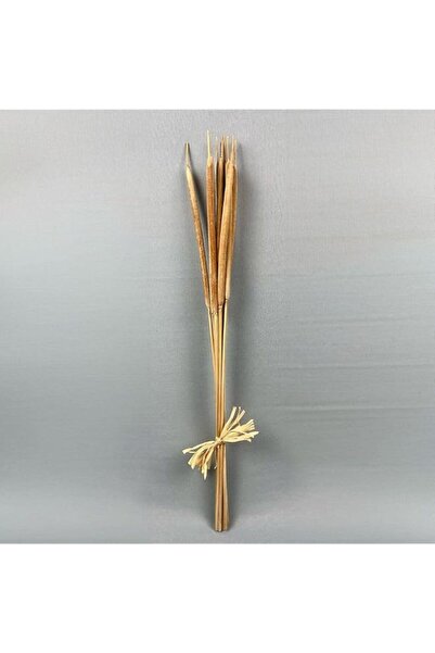Generic Brand Danube Home Fleur Reed Spadix Sticks - Natural Brown 70cm | Pre...