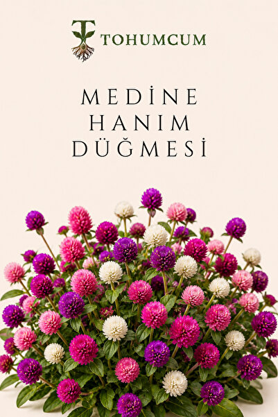 TOHUMCUM Medine Hanım Düğmesi Çiçeği Tohumu (10 ad) | Çicek Tohumu