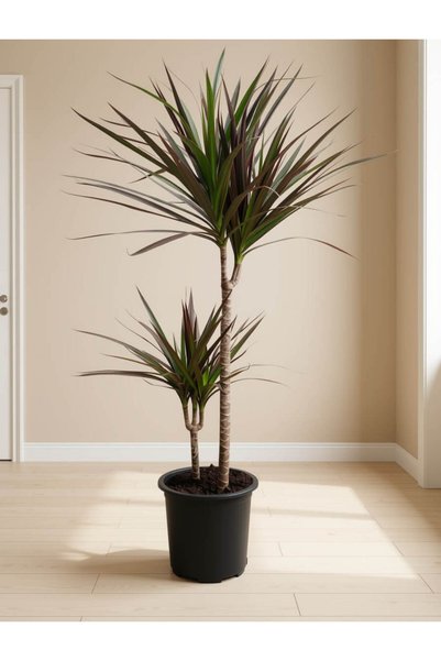 Genel Markalar Dracaena marginata 155-160 cm