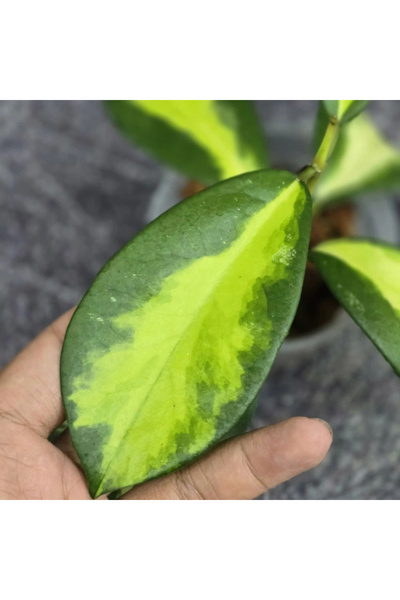 Eufloria Hoya diversifolia 'Maharani' Ø8cm