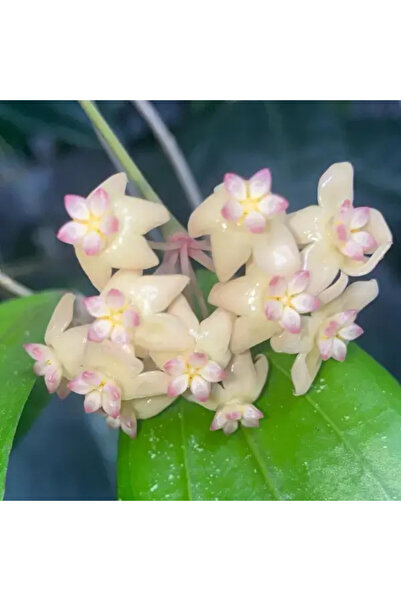 Eufloria Hoya sp. Bengkulu 'Rindu Rafflesia' Ø6cm