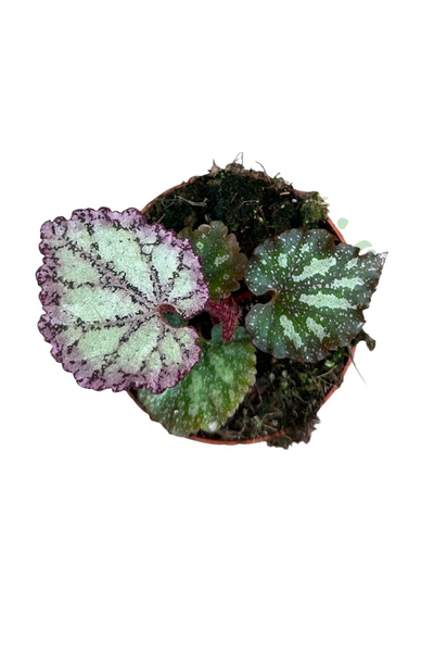 Eufloria Begonia 'Pink Panther' Ø8cm