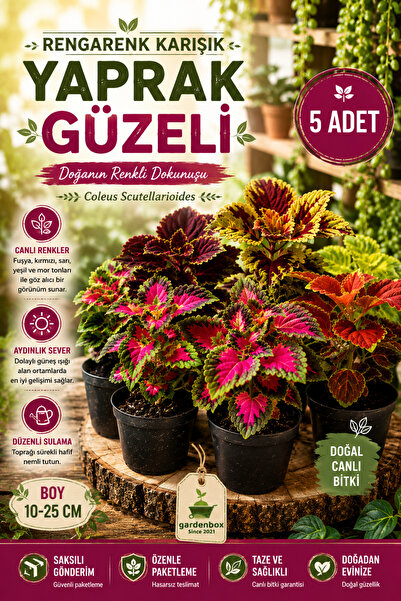 Gardenbox Karışık Yaprak Güzeli Seti 5 ADET Saksılı 10-20Cm kolyos (Coleus)