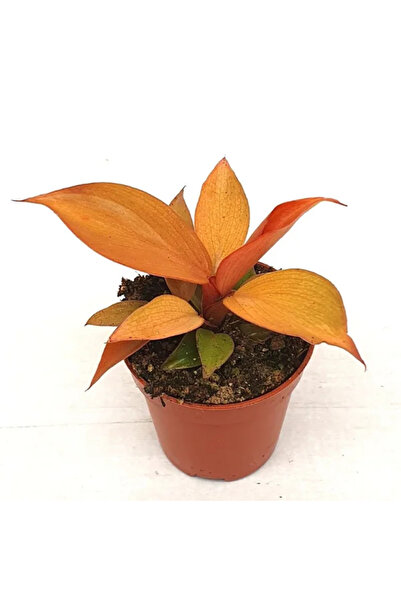 Eufloria Filodendron 'McColley's Finale' Ø5.5cm