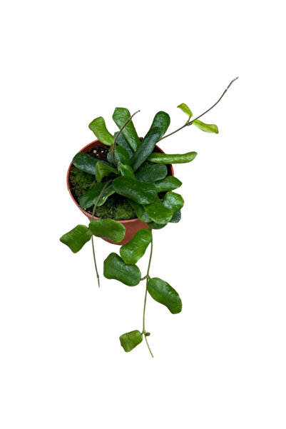 Eufloria Hoya rotundiflora Ø12cm